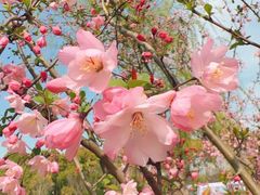 -顾村公园