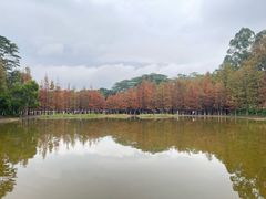 -番禺大夫山森林公园