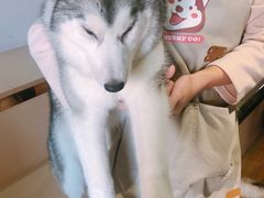 -Husky Go! 哈士奇体验馆·宠物咖啡厅狗咖