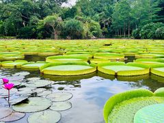 -中国科学院西双版纳热带植物园