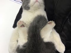 -联萌宠物医院(猫病专科)