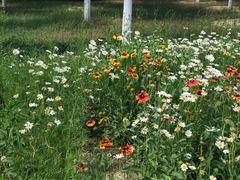 -永定河休闲森林公园