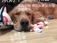 -奶牛家宠物酒店(嘉宏云顶店)