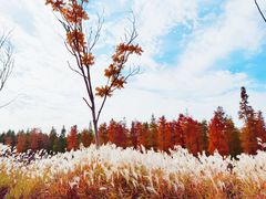 -泗洪洪泽湖湿地景区