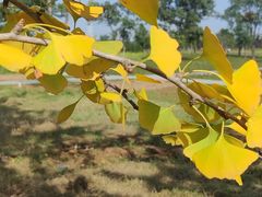 -汉长安城未央宫国家考古遗址公园