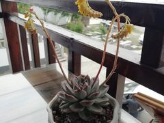 -美味之家·湖景农家乐(太湖东山店)