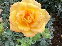 -人民公园(罗湖区)