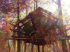 -合肥滨湖国家森林公园