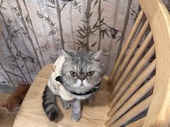 -楼上猫咖(罗湖店)