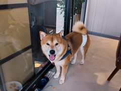 -百好乐宠物友好餐厅(朝外大街店)