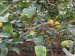 -南宫五洲植物乐园