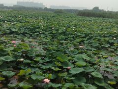 -荷塘月色湿地公园·向阳花洲