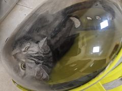 -艾贝尔宠物医院·狂犬免疫点(江山金象城店)