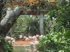 -海南热带野生动植物园