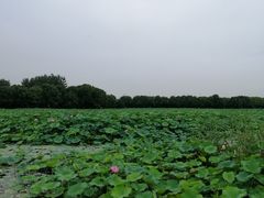 -荷塘月色湿地公园·向阳花洲