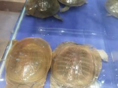 -笨笨甲甲鱼坊(蓝堡湾店)