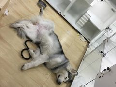 -李小姐の猫咖啡馆(五角场店)
