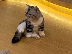-猫にゃん · 猫的隐藏屋猫咖(麦地旗舰店)