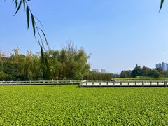 -洋湖国家湿地公园