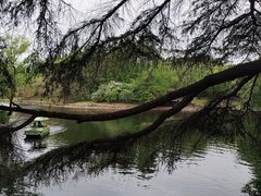 -上海共青森林公园