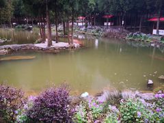 -重庆睡佛山森林公园