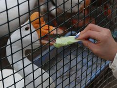 -前小桔亲子创意农场·草莓采摘·露营烧烤