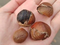 -金栗王(清扬路店)