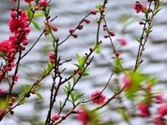 -桃花涧