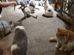 -more than meow吴止猫主题餐厅(承德 中船汇店)