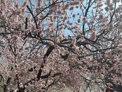 -桃花堤公园