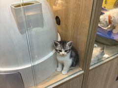 -BABIT巴比特宠物(MOMOPARK店)