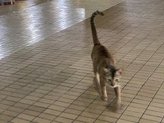 -ခြောက်ထပ်ကြီးရွှေသာလျောင်းဘုရားကြီး