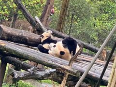 -都江堰中华大熊猫苑