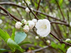 -南国桃园旅游度假区