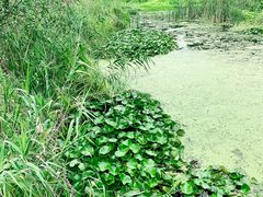 -西湖风景区-江洋畈生态公园