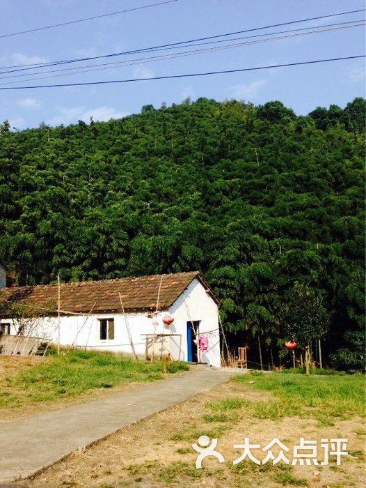 竹林山莊綠色竹林圖片 - 第9張