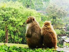 -黔灵山公园