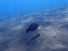 -飞鱼&摩娜潜水度假村