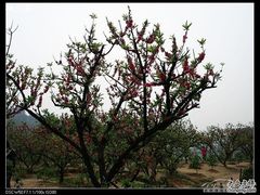 -南国桃园旅游度假区