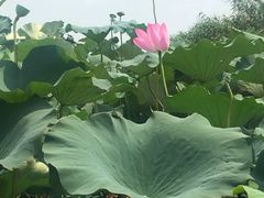 -荷塘月色湿地公园·向阳花洲