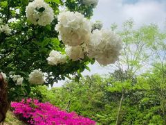 -上海共青森林公园