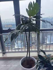 -HEYAN荷妍专业脱毛连锁机构
