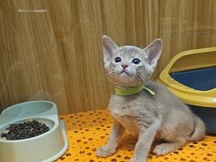 -欣宠猫屋·矮脚拿破仑·蓝金金渐层