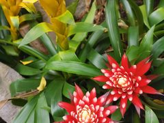 -北京植物园-展览温室