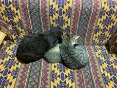 -喵屿·大理花园猫咖