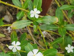 -广西壮族自治区药用植物园