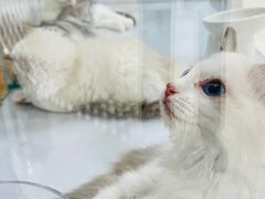 -COLOR PETS 撸猫馆·购猫·猫咖(长风大悦城店)