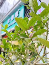 点击看大图 -茉柠Morning Nails