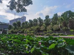 -莲湖公园