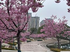 -新江湾城公园